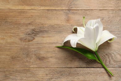 Beautiful white lily flower on wooden table, top view. Space for text