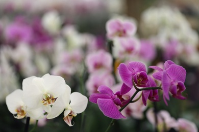 Beautiful blooming orchid flowers in store, closeup