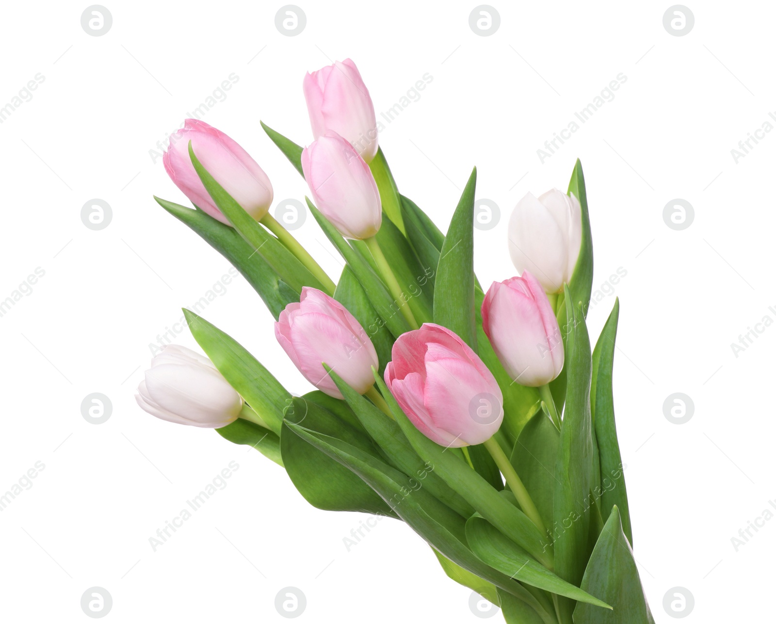 Photo of Beautiful bouquet of tulips isolated on white