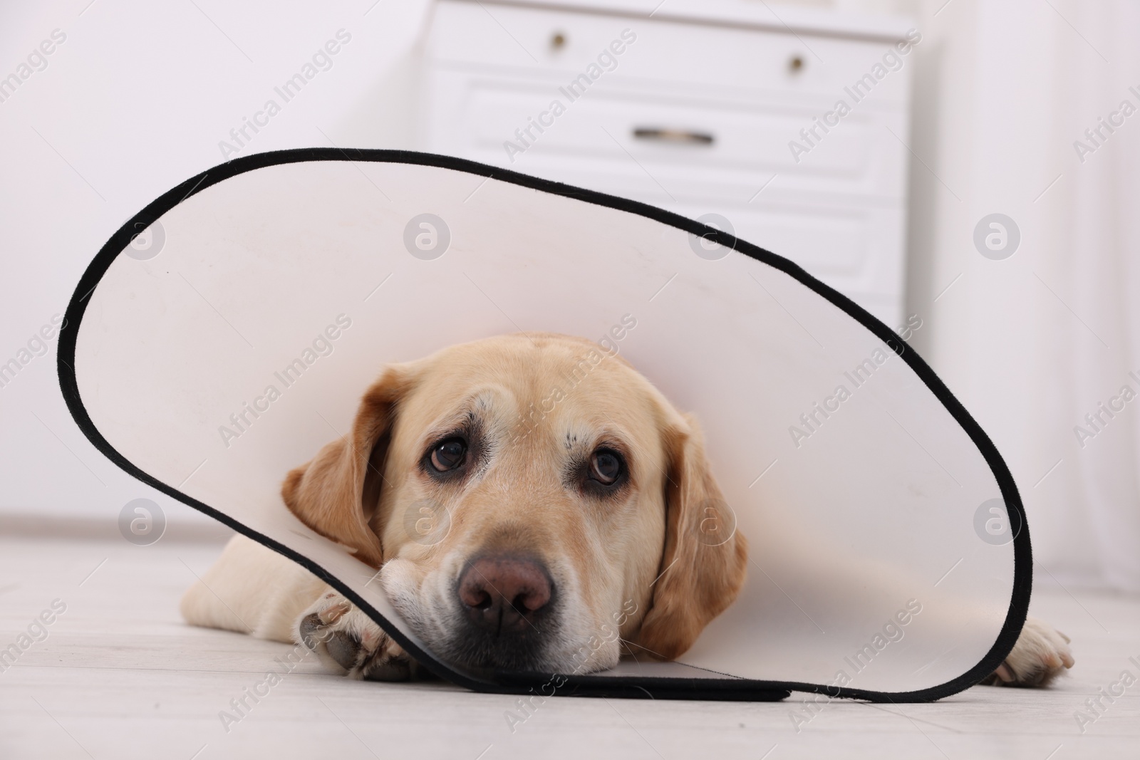 Photo of Sad Labrador Retriever with protective cone collar lying on floor in room