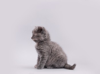 Photo of Cute little kitten sitting on light grey background
