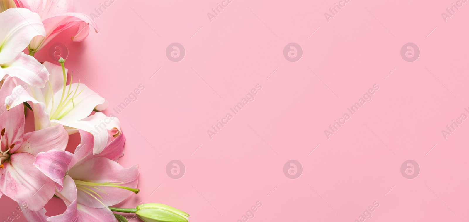 Image of Flat lay composition with beautiful blooming lily flowers on pink background, space for text. Banner design