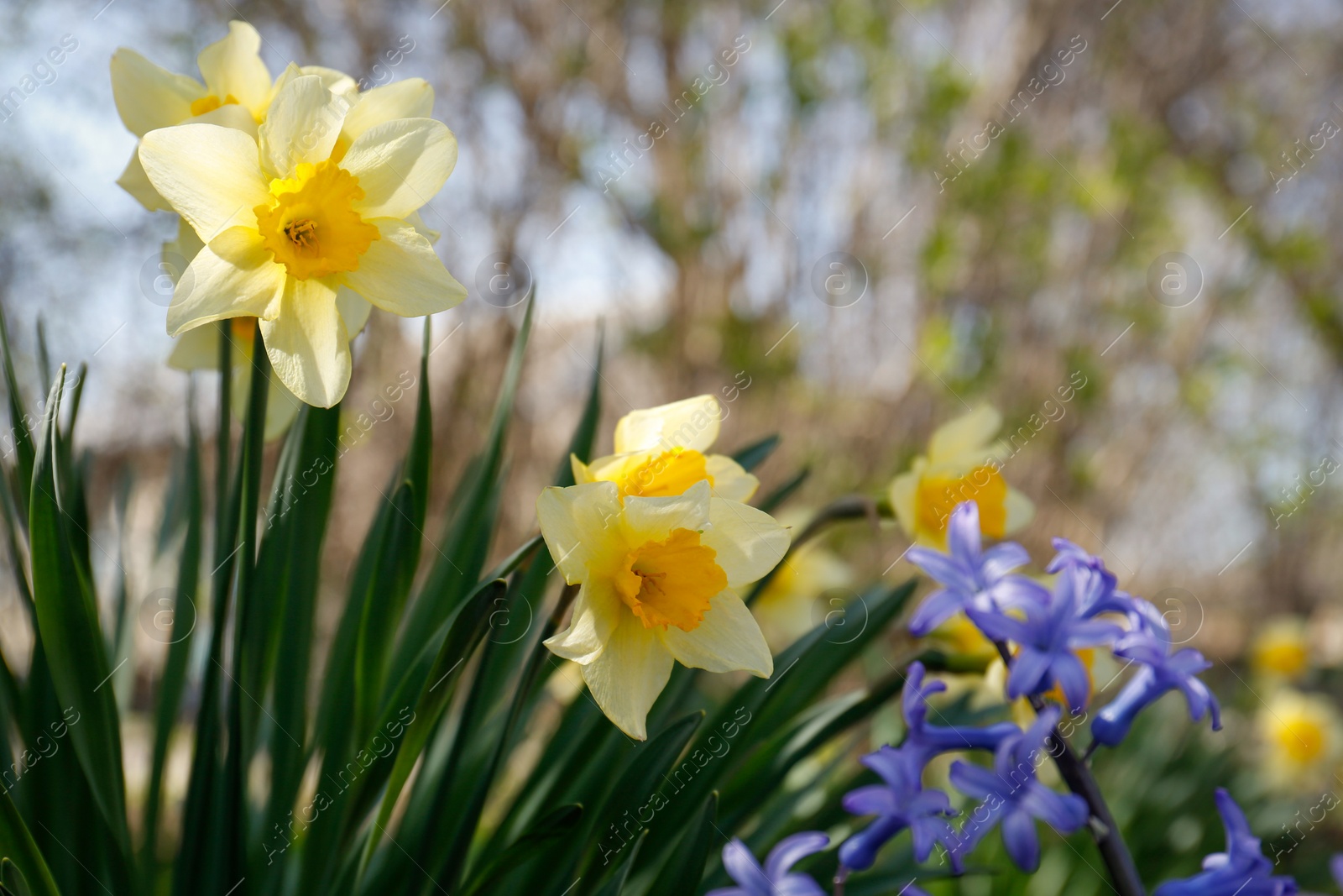 Photo of Beautiful spring flowers in garden on sunny day, closeup