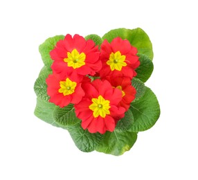 Photo of Beautiful primula (primrose) plant with red flowers isolated on white, top view. Spring blossom
