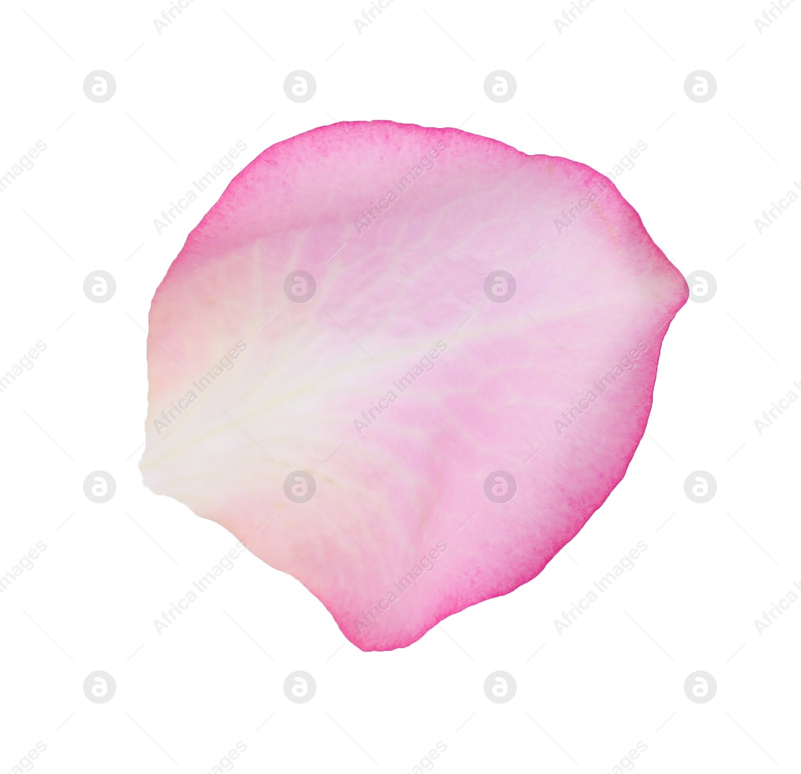 Photo of Tender pink rose petal isolated on white