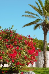 Beautiful blooming bush and palm at tropical resort on sunny day