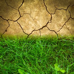 Image of Dry cracked land and green grass, top view