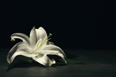 Photo of Beautiful lily on dark background with space for text. Funeral flower