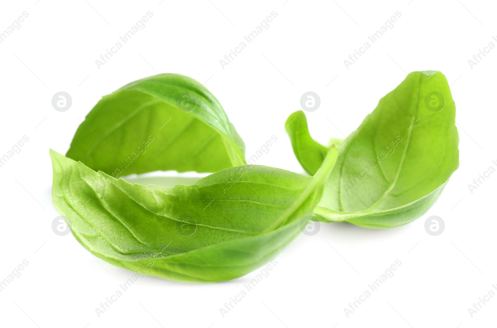 Photo of Fresh green basil leaves isolated on white