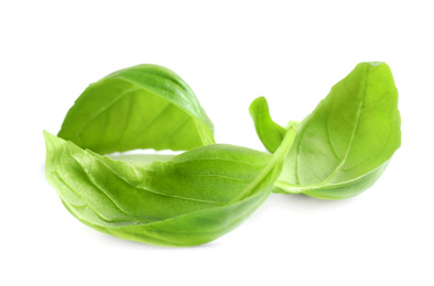 Fresh green basil leaves isolated on white