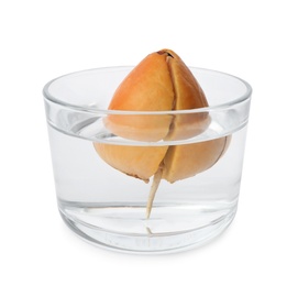 Photo of Avocado pit with sprout and root in glass of water on white background