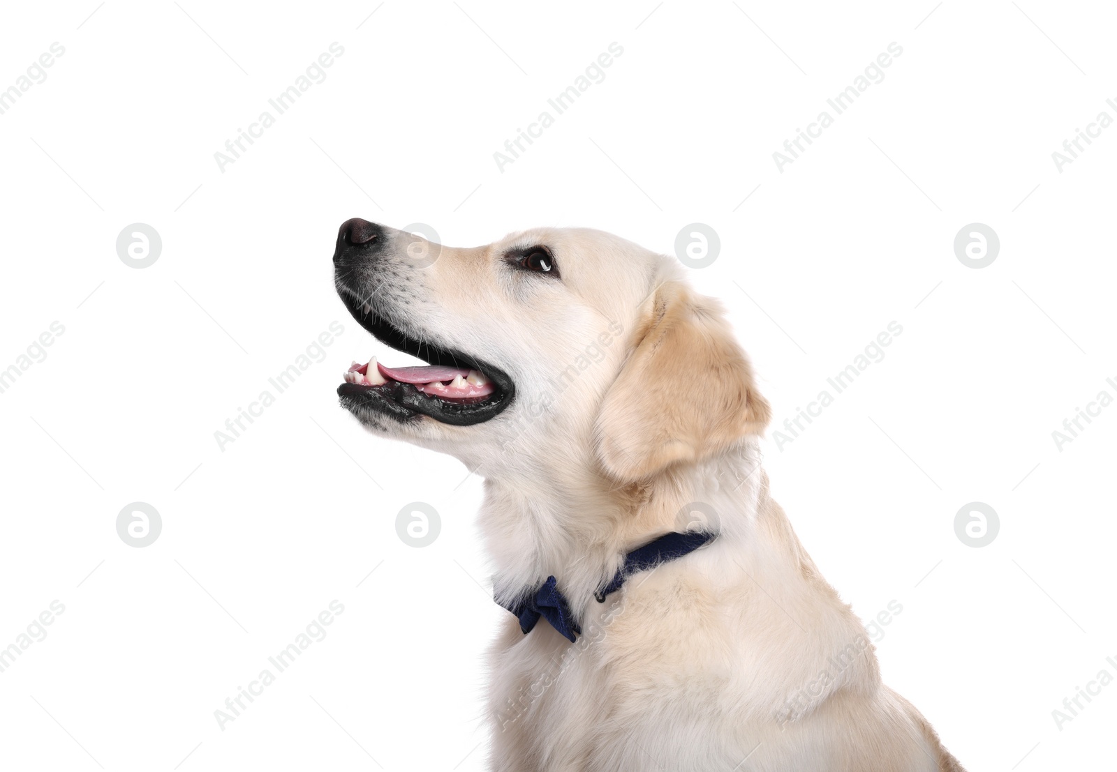 Photo of Cute Labrador Retriever with stylish bow tie on white background