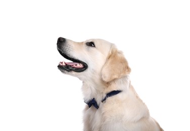 Cute Labrador Retriever with stylish bow tie on white background