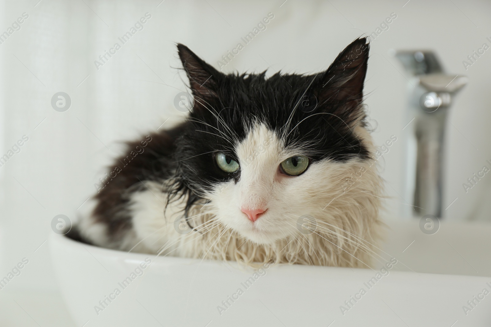 Photo of Cute wet cat in vessel sink indoors