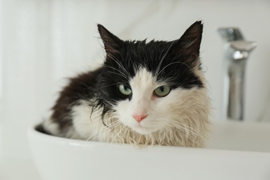 Cute wet cat in vessel sink indoors