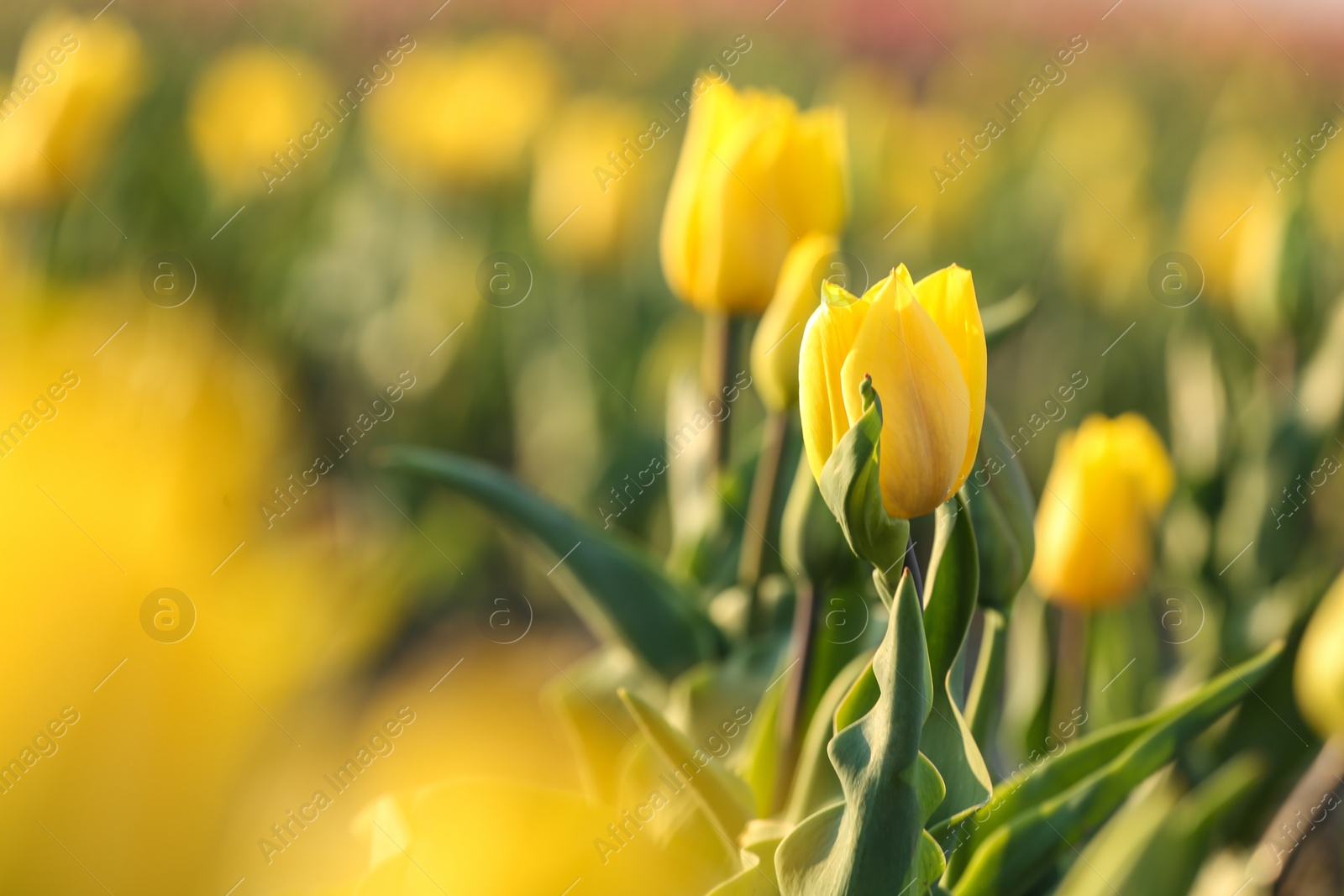 Photo of Fresh beautiful tulips in field, selective focus with space for text. Blooming flowers