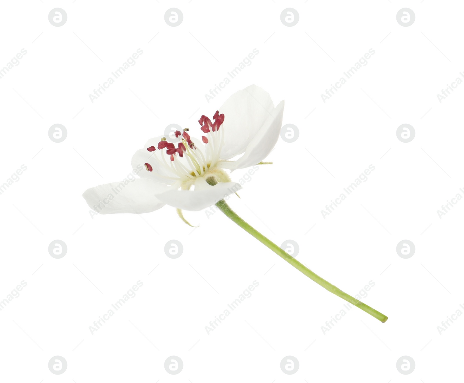 Photo of Beautiful flower of blossoming pear tree on white background