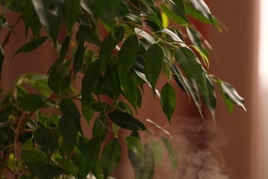 Photo of Beautiful green houseplant and steam indoors, closeup view. Air humidification