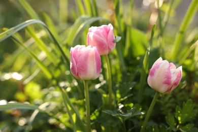 Photo of Beautiful colorful tulips growing in flower bed