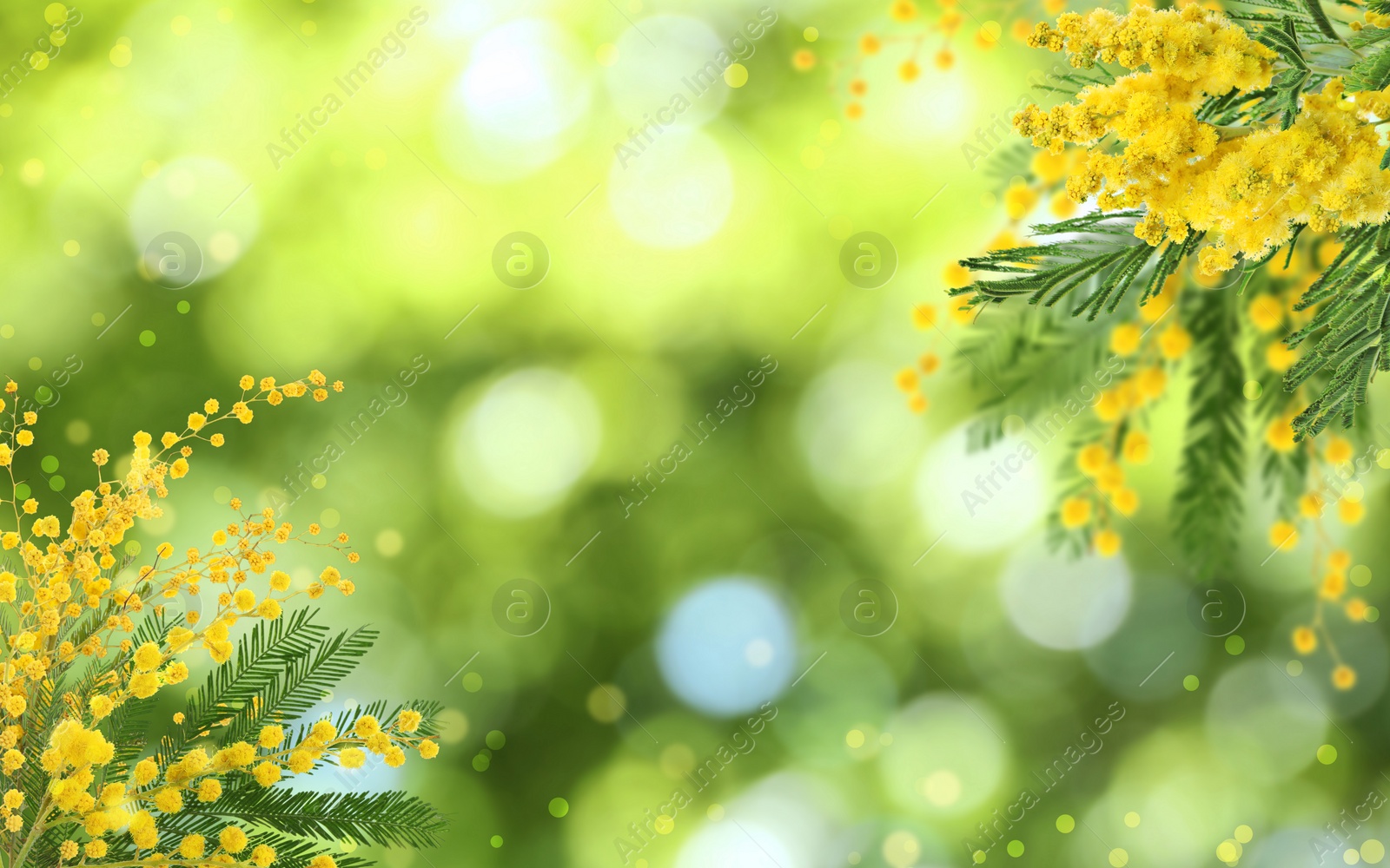 Image of Beautiful yellow mimosa flowers outdoors on sunny day. Bokeh effect