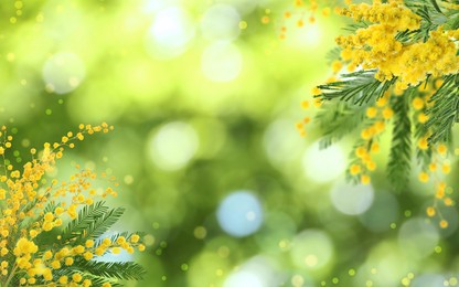 Beautiful yellow mimosa flowers outdoors on sunny day. Bokeh effect