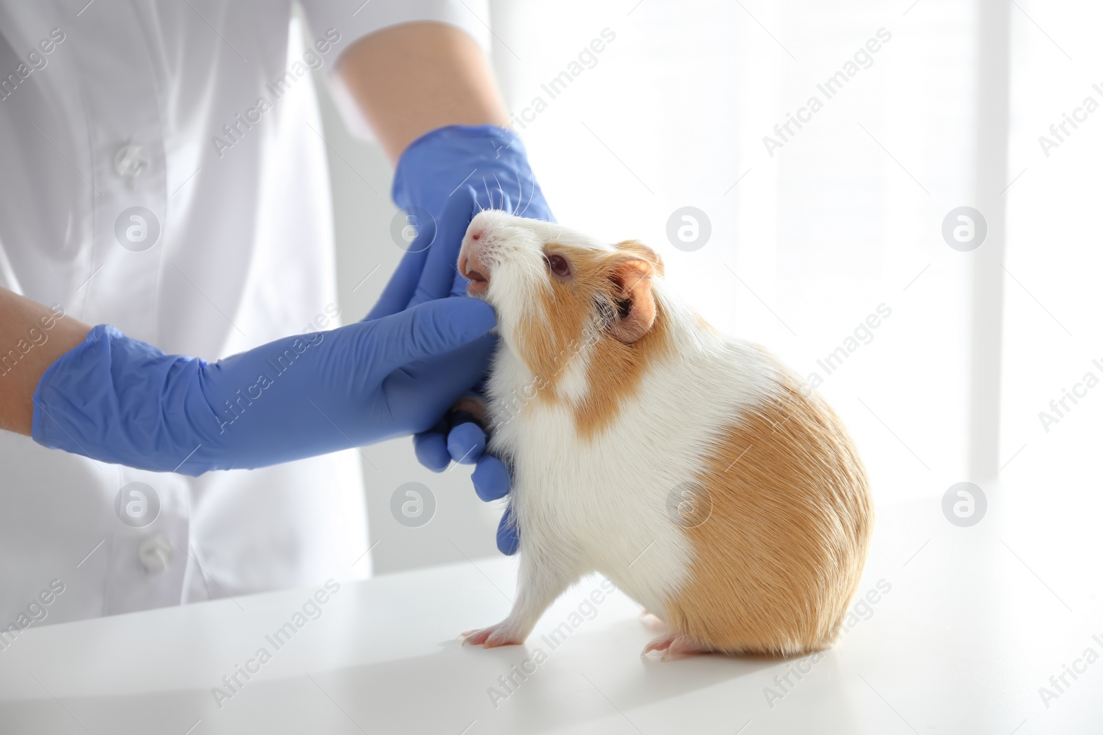 Photo of Female veterinarian examining guinea pig in clinic, closeup