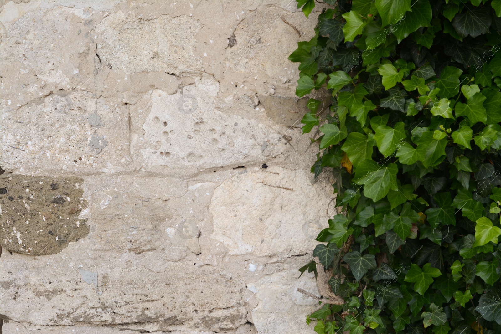 Photo of Old stone wall overgrown with green ivy as background