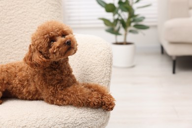 Photo of Cute Maltipoo dog resting on armchair at home, space for text. Lovely pet