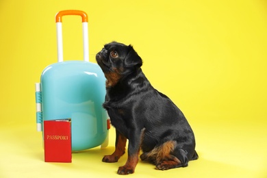 Photo of Adorable black Petit Brabancon dog with suitcase and passport on yellow background