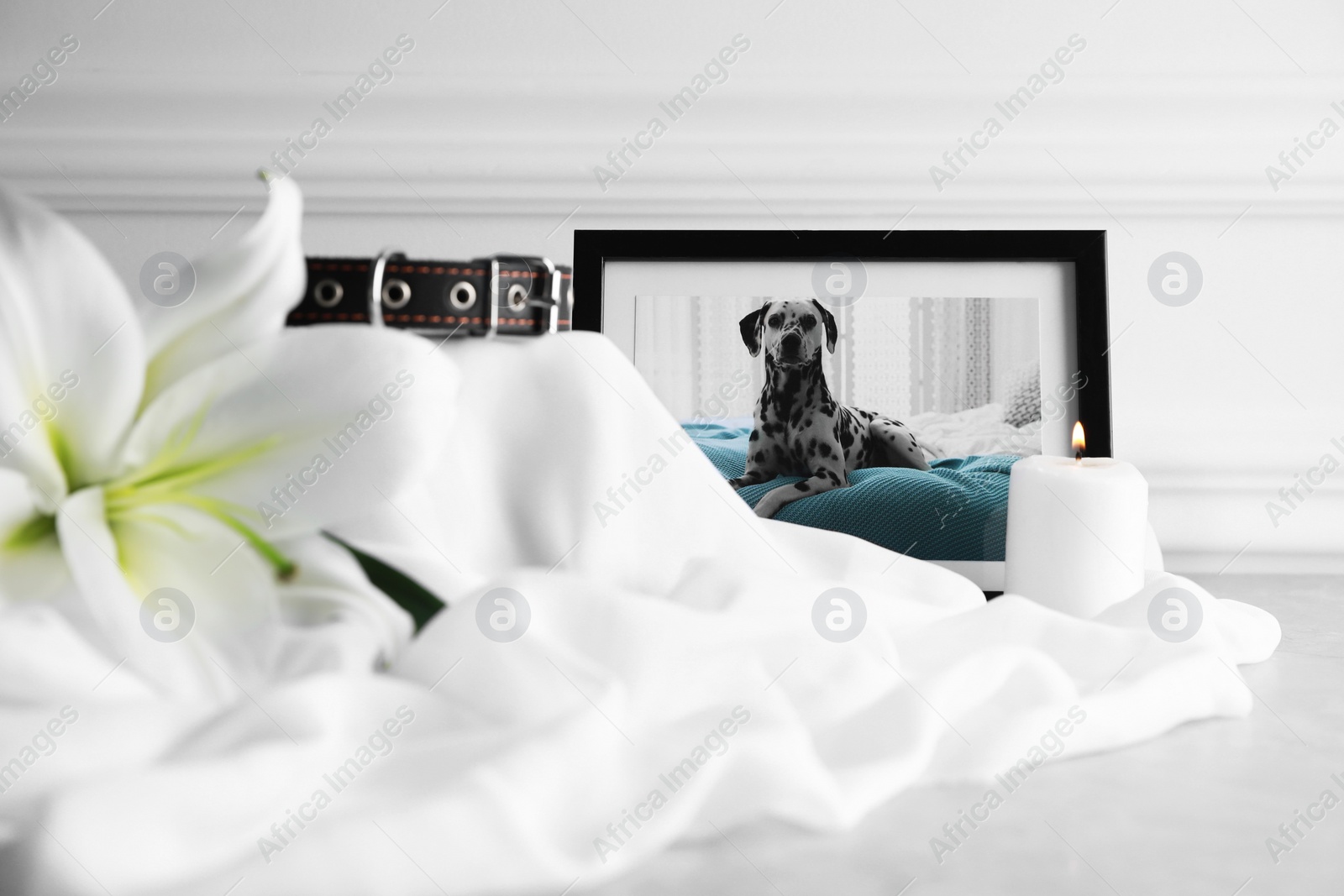 Photo of Frame with picture of dog, collar, burning candle and lily flower on light grey table. Pet funeral