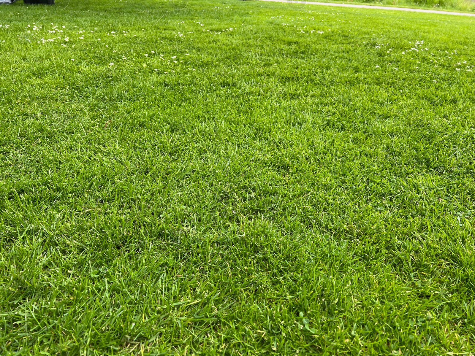 Photo of Beautiful lawn with green grass outdoors on sunny day