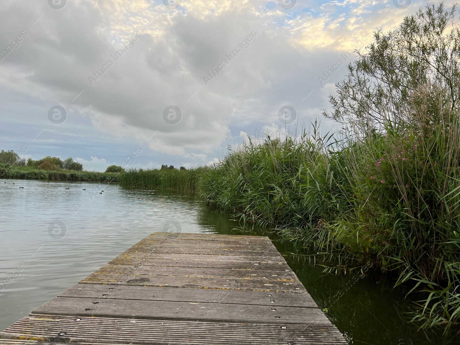 Photo of Picturesque view of river reeds and cloudy sky