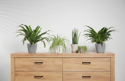 Photo of Green houseplants in pots on wooden chest of drawers near white wall