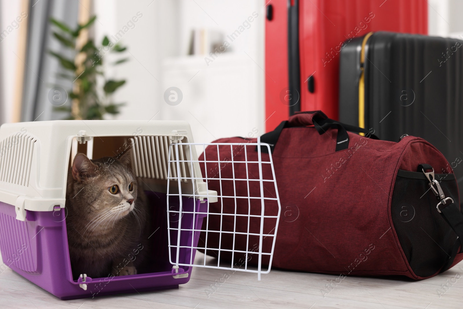 Photo of Travel with pet. Cute cat in carrier and bag at home