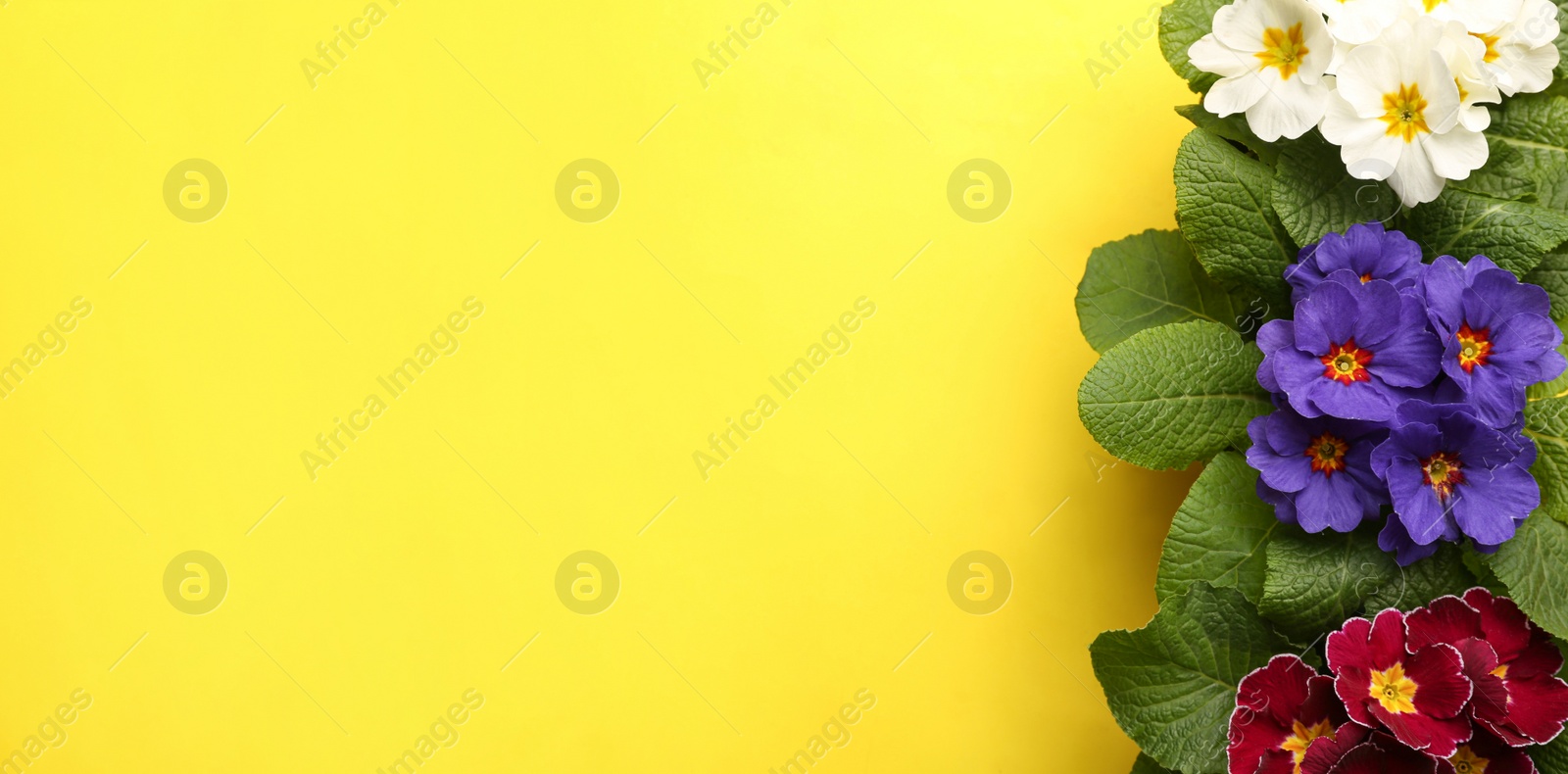 Photo of Beautiful primula (primrose) plants with colorful flowers on yellow background, flat lay and space for text. Spring blossom