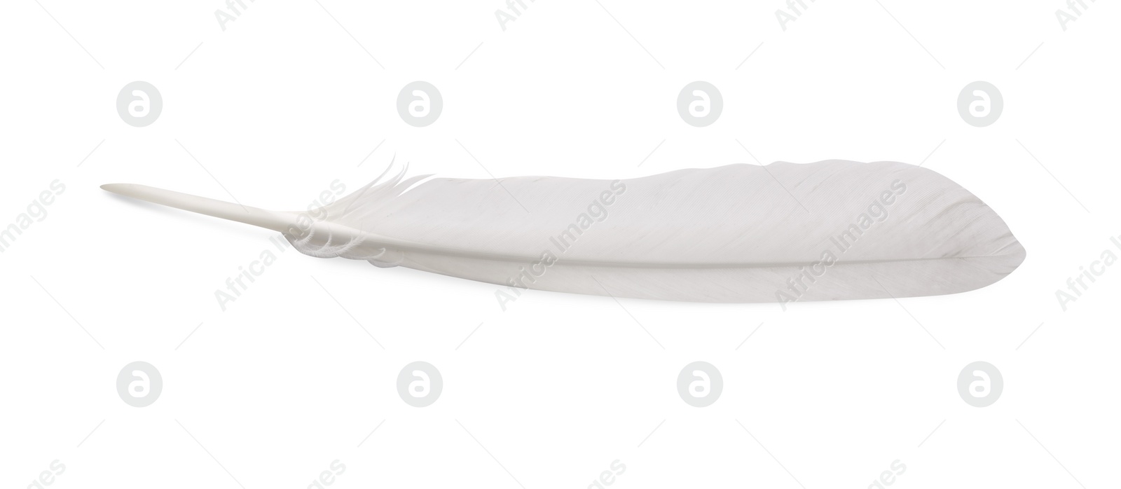 Photo of One fluffy beautiful feather isolated on white