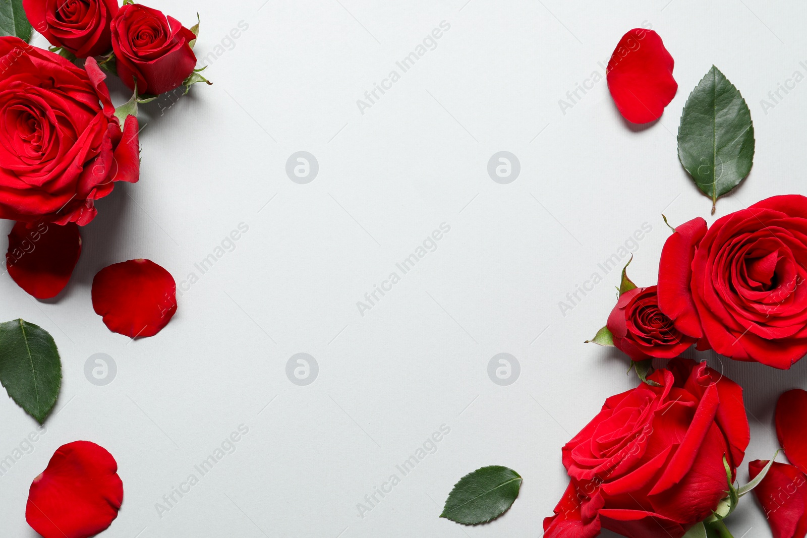 Photo of Beautiful red roses and petals on light background, flat lay. Space for text