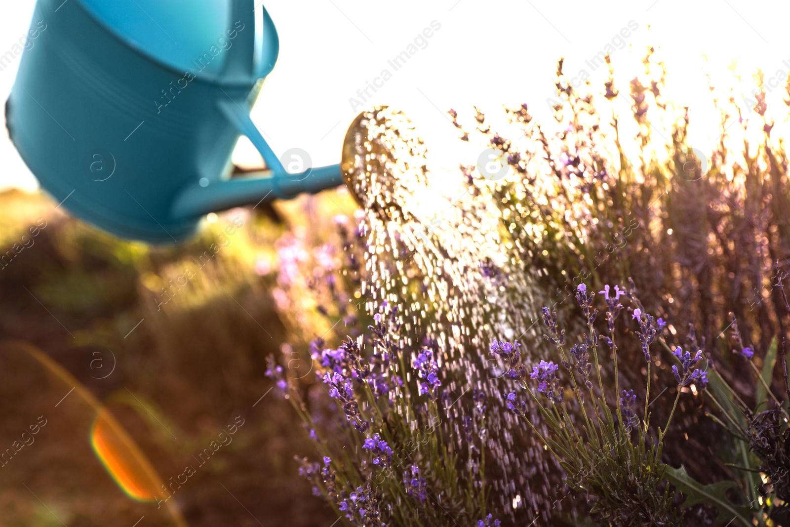 Photo of Watering blooming lavender flowers in field. Gardening tools