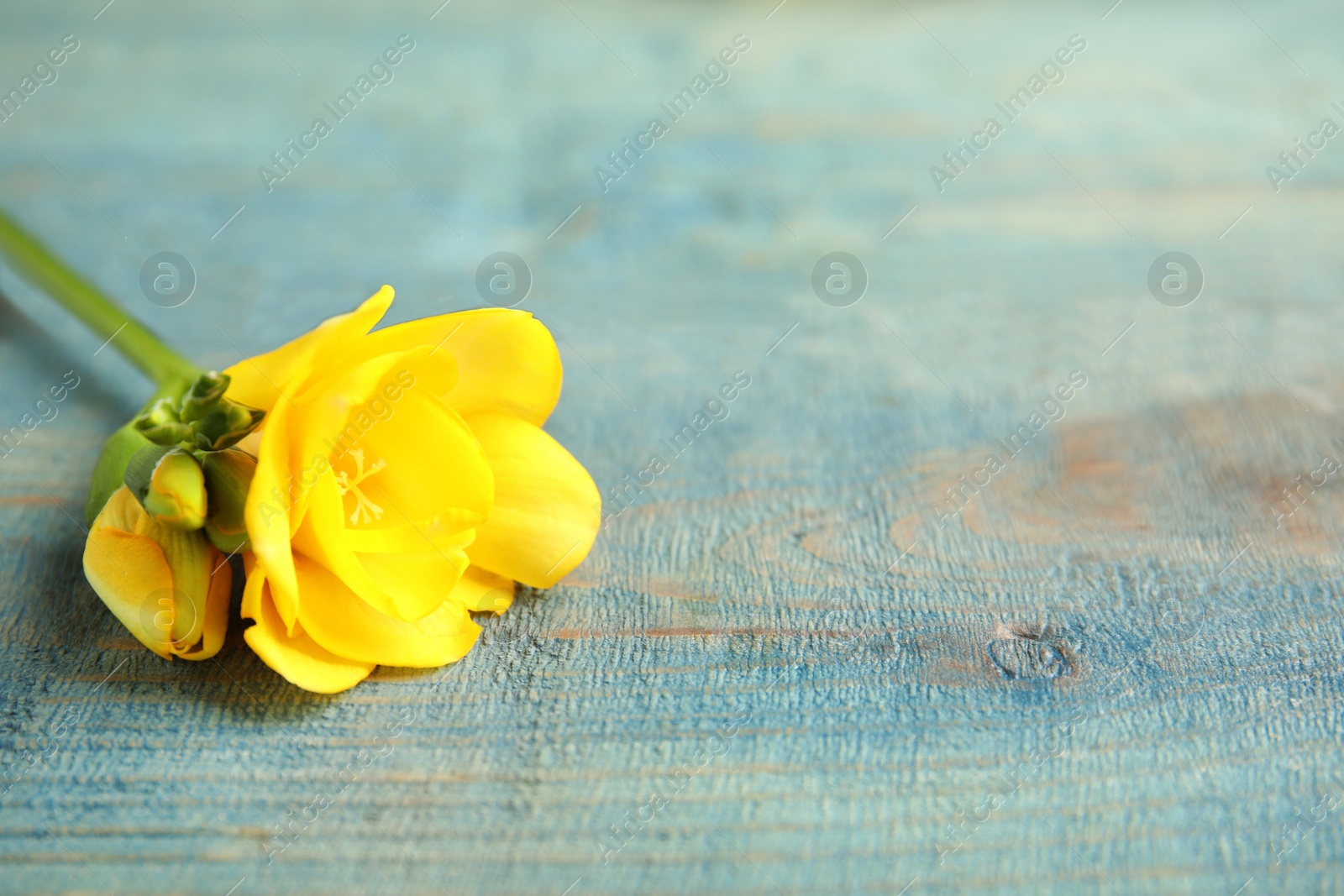 Photo of Beautiful fresh freesia with fragrant flowers on color background, closeup. Space for text