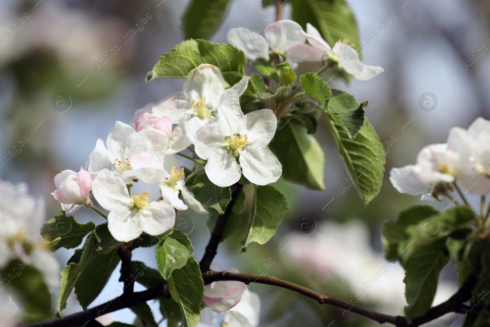 Photo of Closeup view of blossoming quince tree outdoors