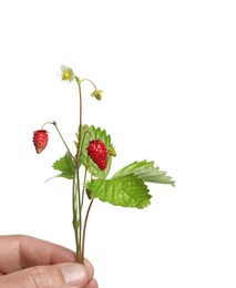 Stems of wild strawberry with berries, green leaves and flower isolated on white