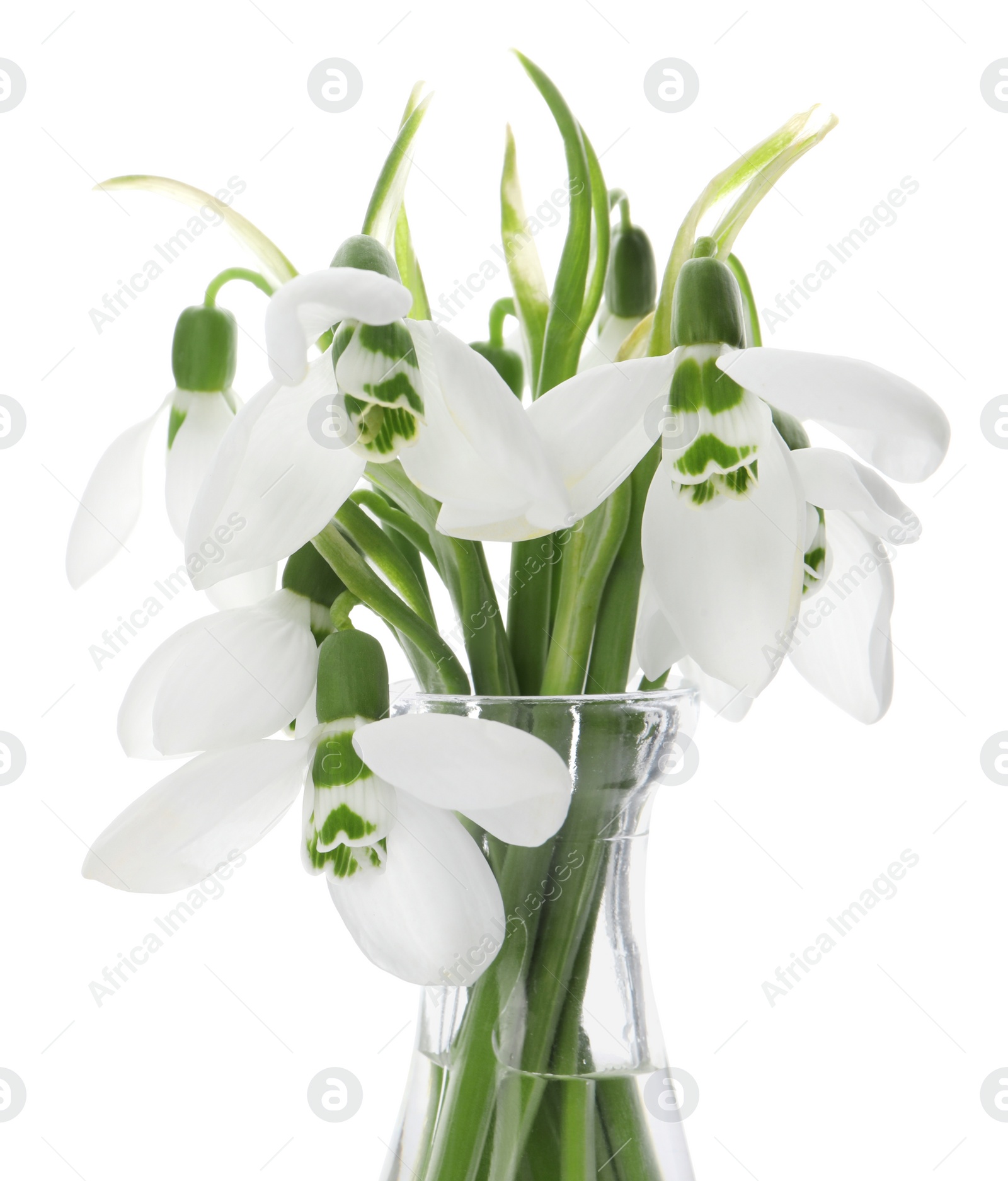 Photo of Beautiful snowdrops in vase isolated on white. Spring flowers