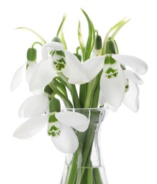 Beautiful snowdrops in vase isolated on white. Spring flowers