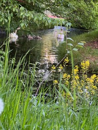 Swans with cygnets swimming in river outdoors