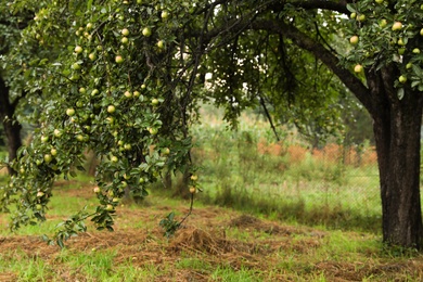 Tree with ripe apples in beautiful garden