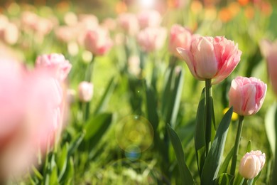 Photo of Beautiful pink tulips growing outdoors on sunny day, closeup