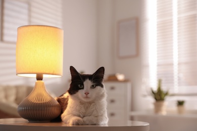 Photo of Cute cat lying on table near lamp at home