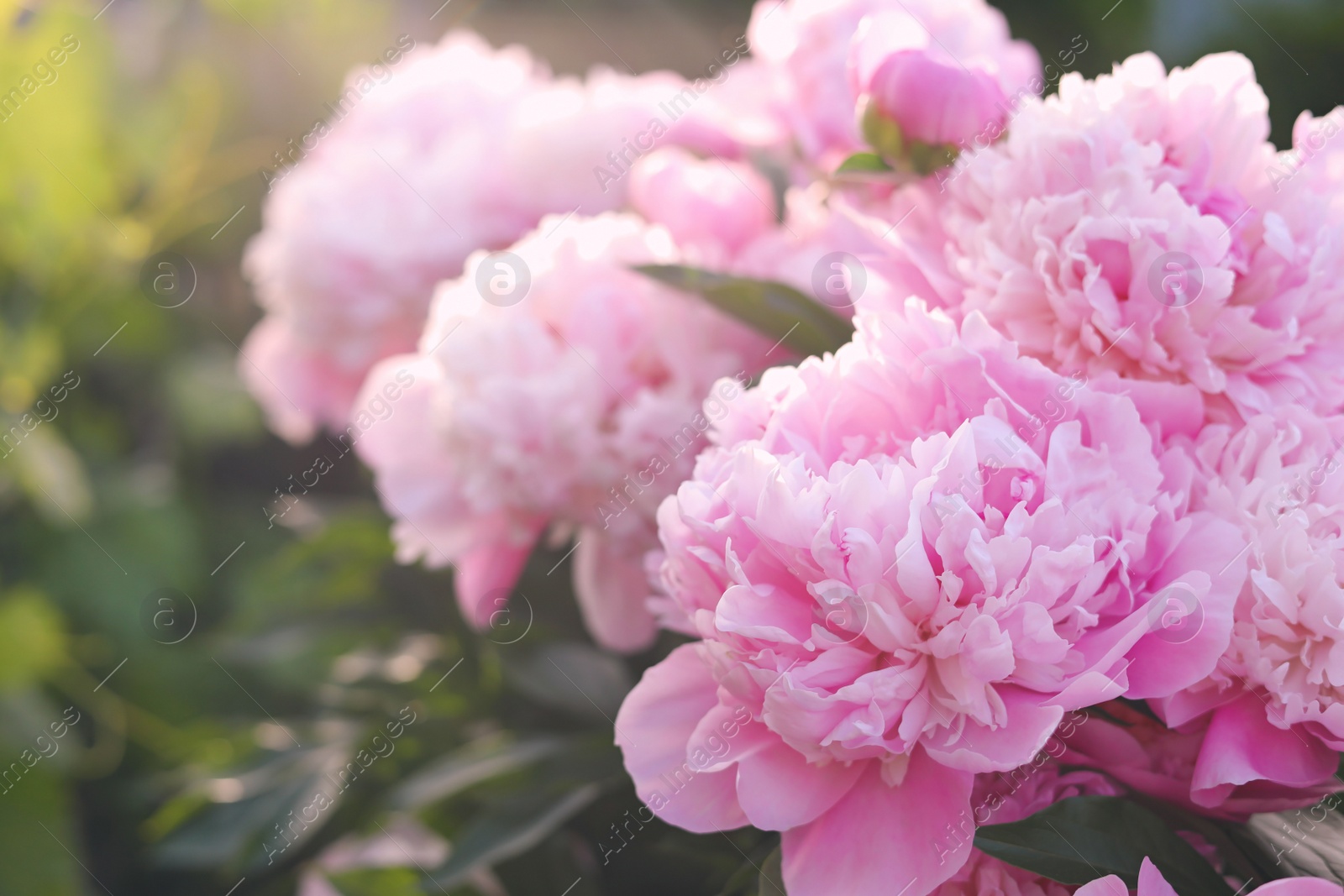 Photo of Blooming peony plant with beautiful pink flowers outdoors, closeup. Space for text