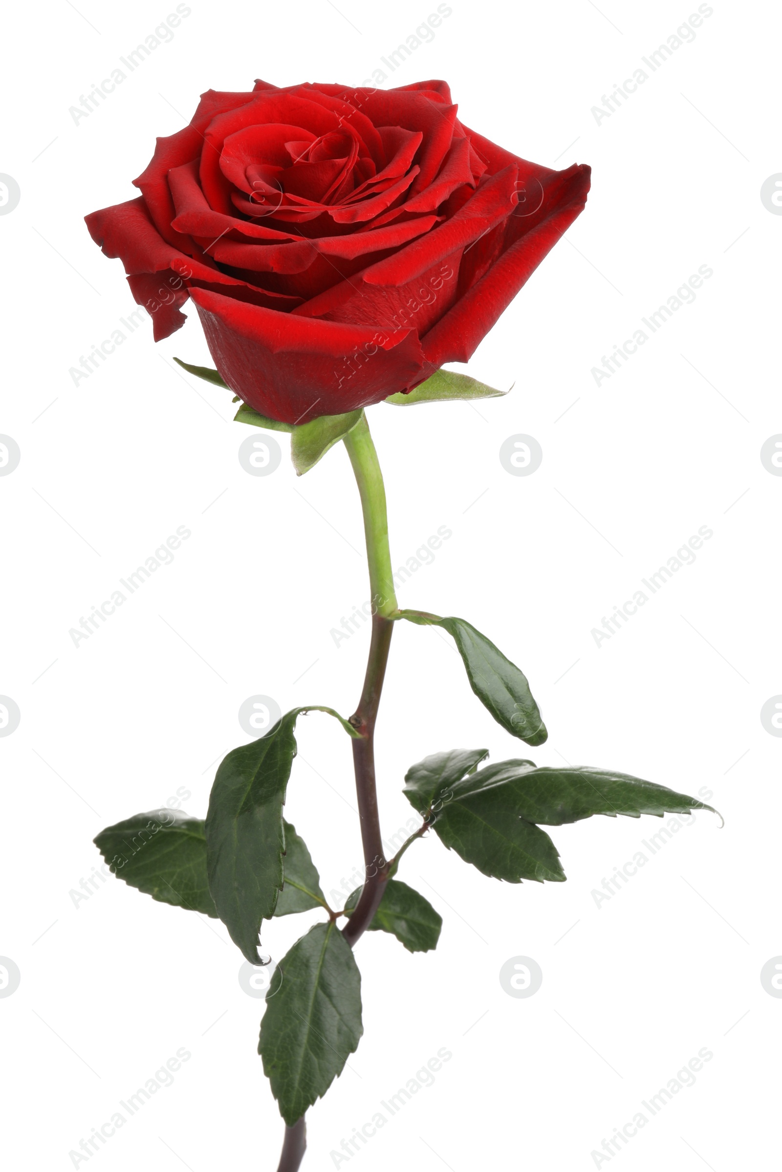 Photo of Beautiful fresh red rose isolated on white