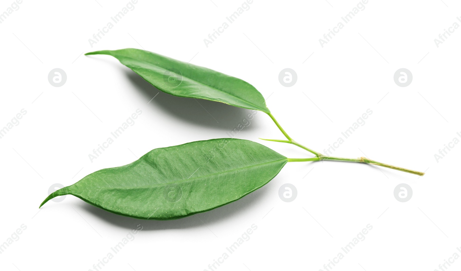 Photo of Fresh green ficus leaves on white background